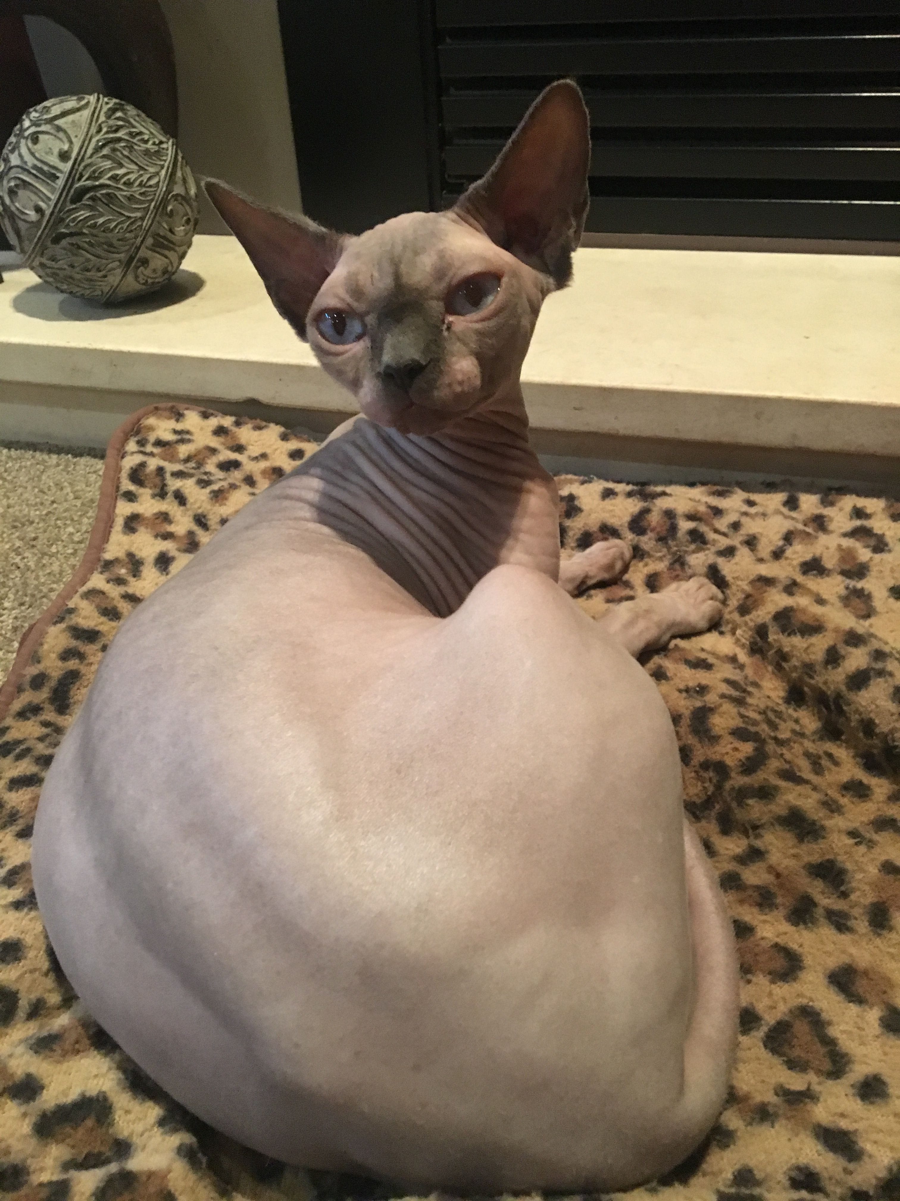 Sphynx Cat Photos Sphynx & Devon Rex Cats Auckland, New Zealand